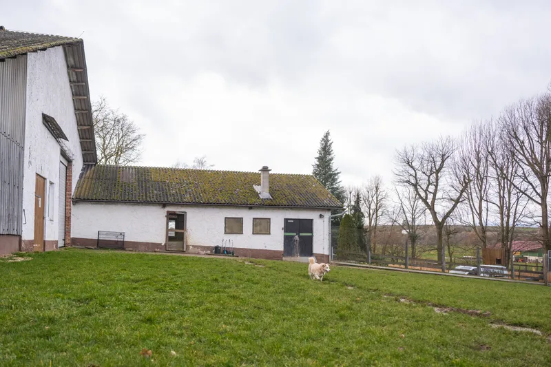 Glücklicher Hund im hohen Gras