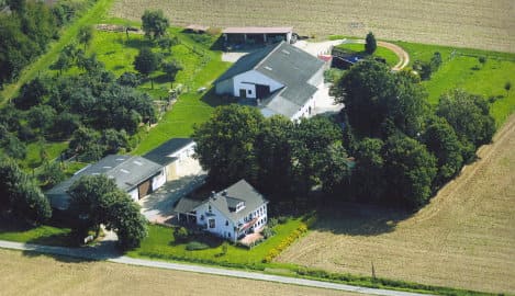 Hund spielt auf Wiese