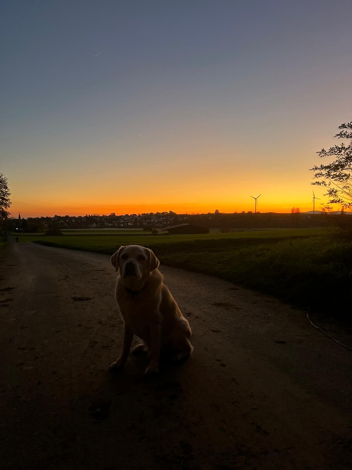 Hund beim Sonnenuntergang